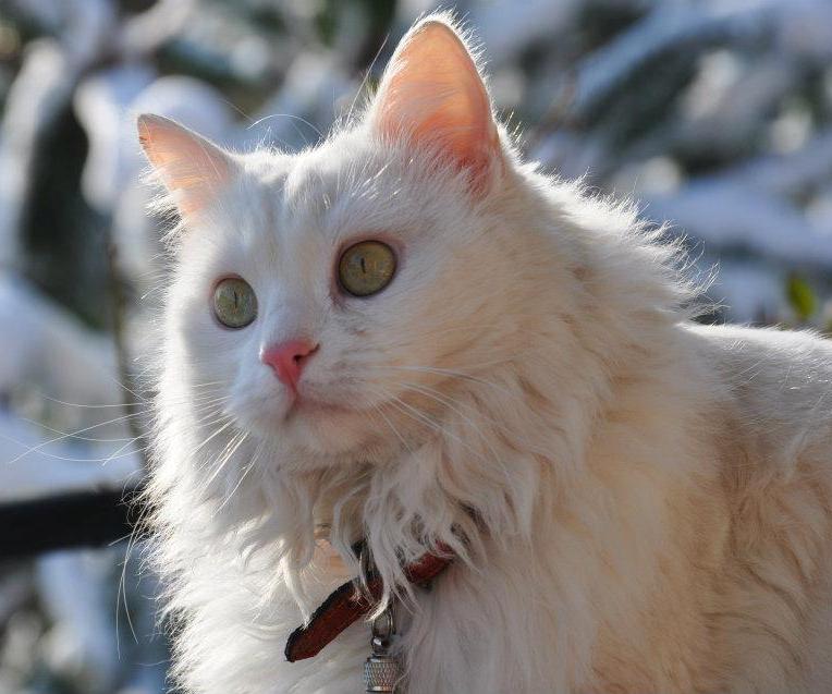 Turkkilainen Angora