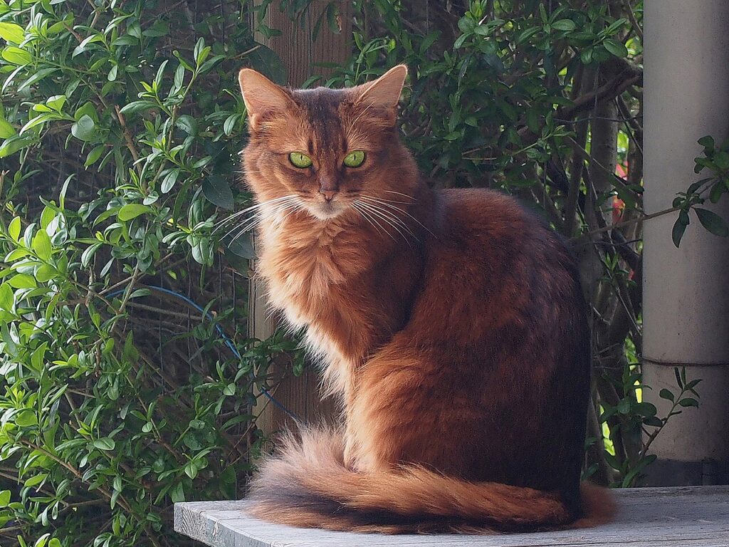 Somali Kissa