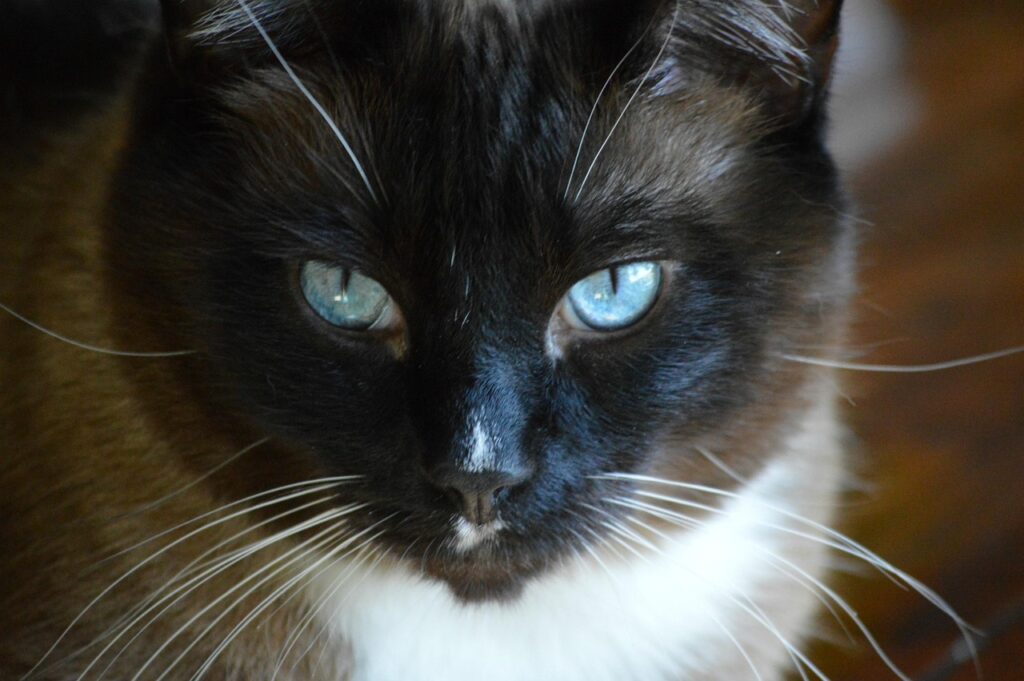 Snowshoe Kissa
