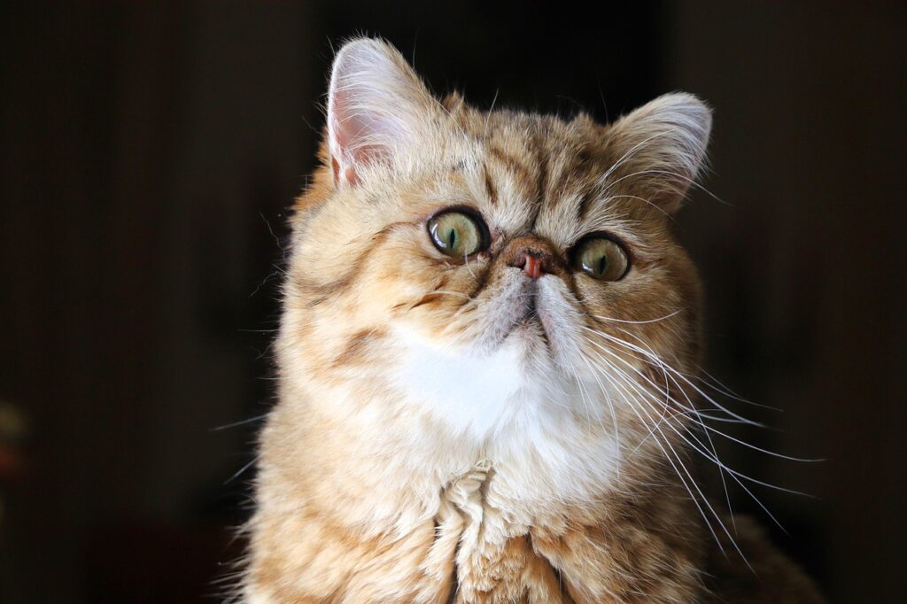 exotic kissa