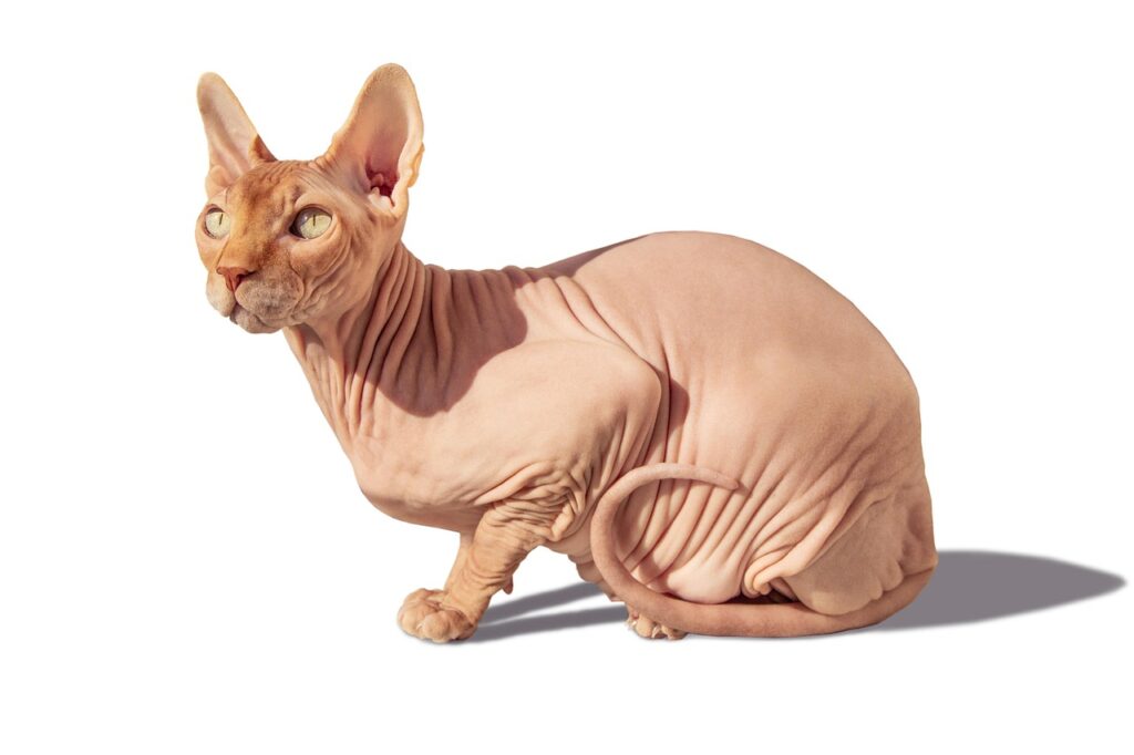 sfinx kissa