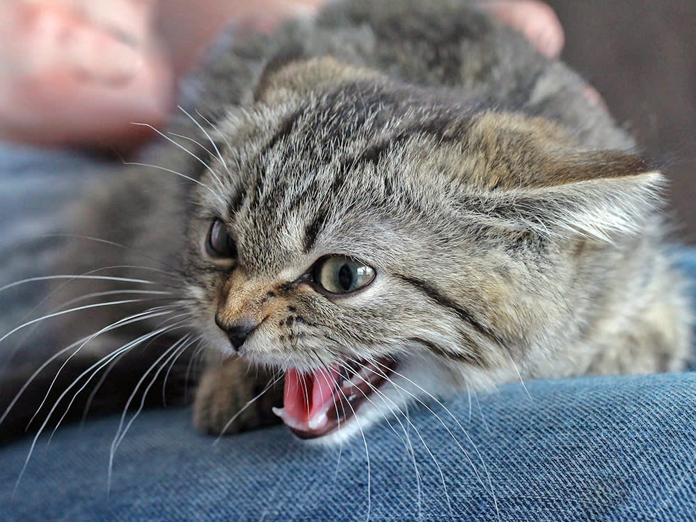 Kissan stressinhallinta