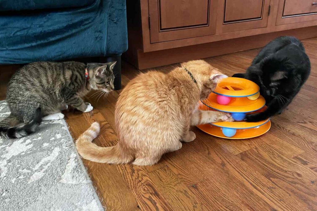 Kissan aktivointilelut